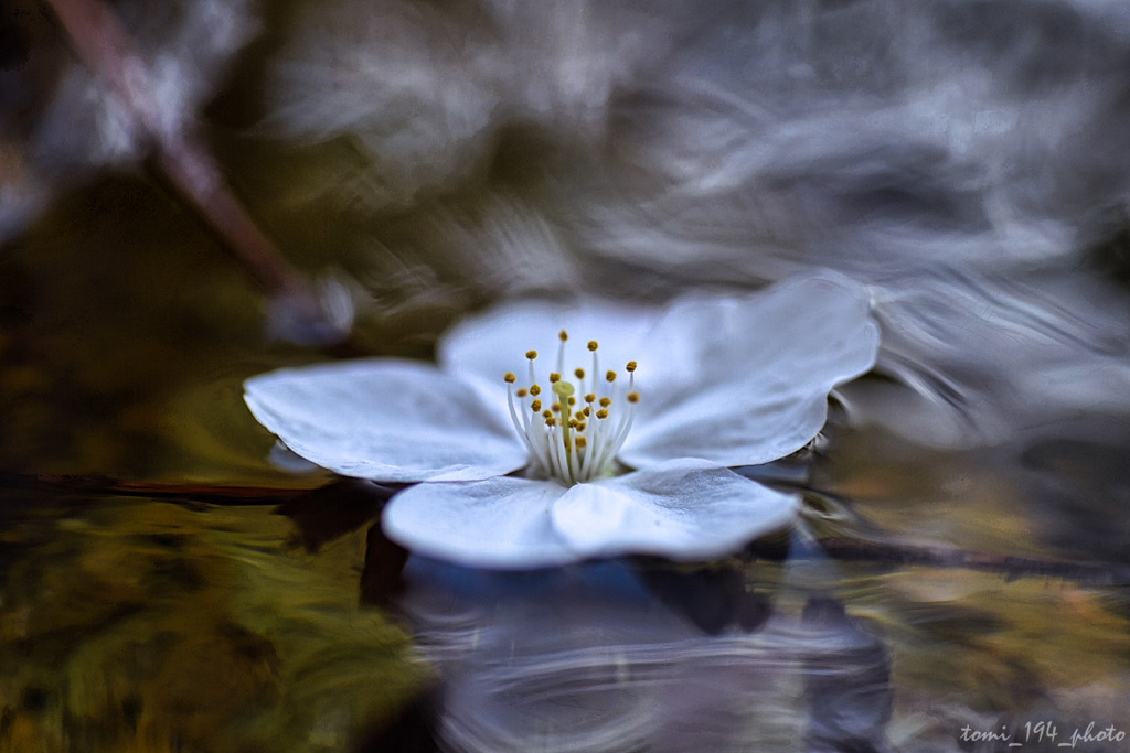 水路に落ちた桜