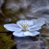 水路に落ちた桜