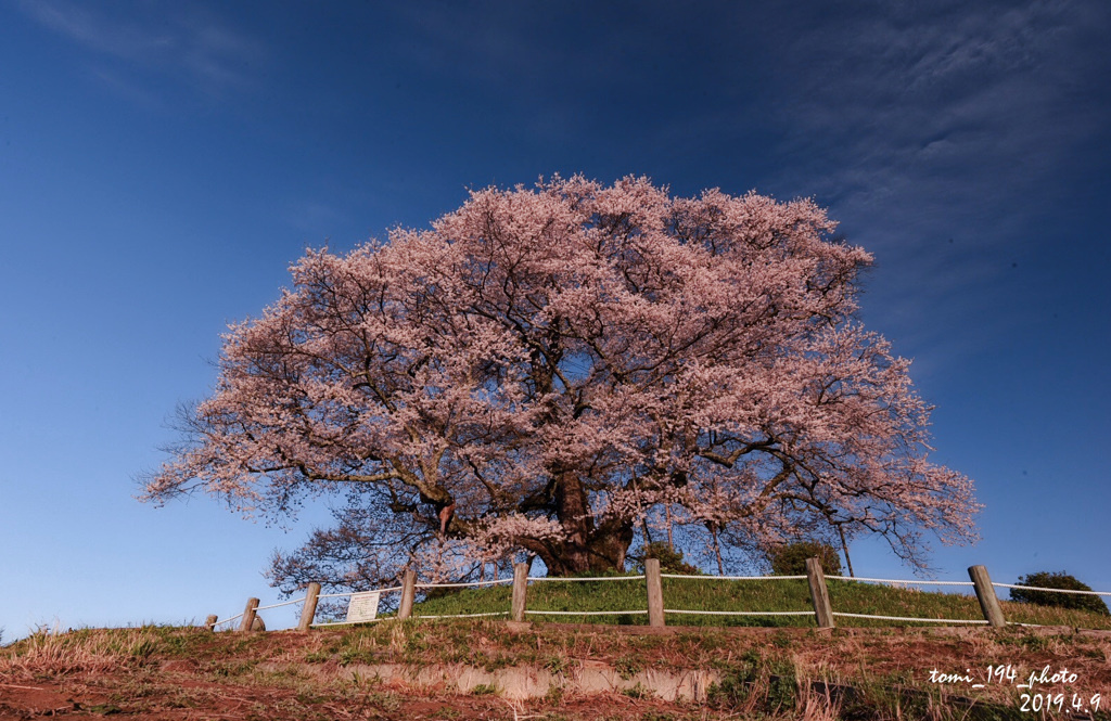 初めての醍醐桜