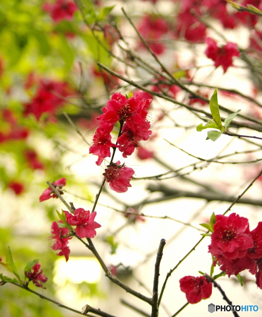 花見ついでに撮ってみた-5-