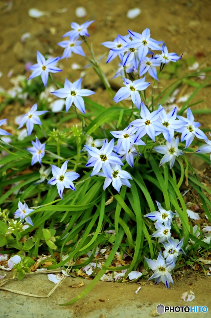 花見ついでに撮ってみた-7-