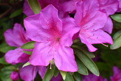 隣家の花