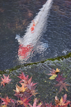 F7126E34-9311-4C73-9FAD-E11EF4529B08
