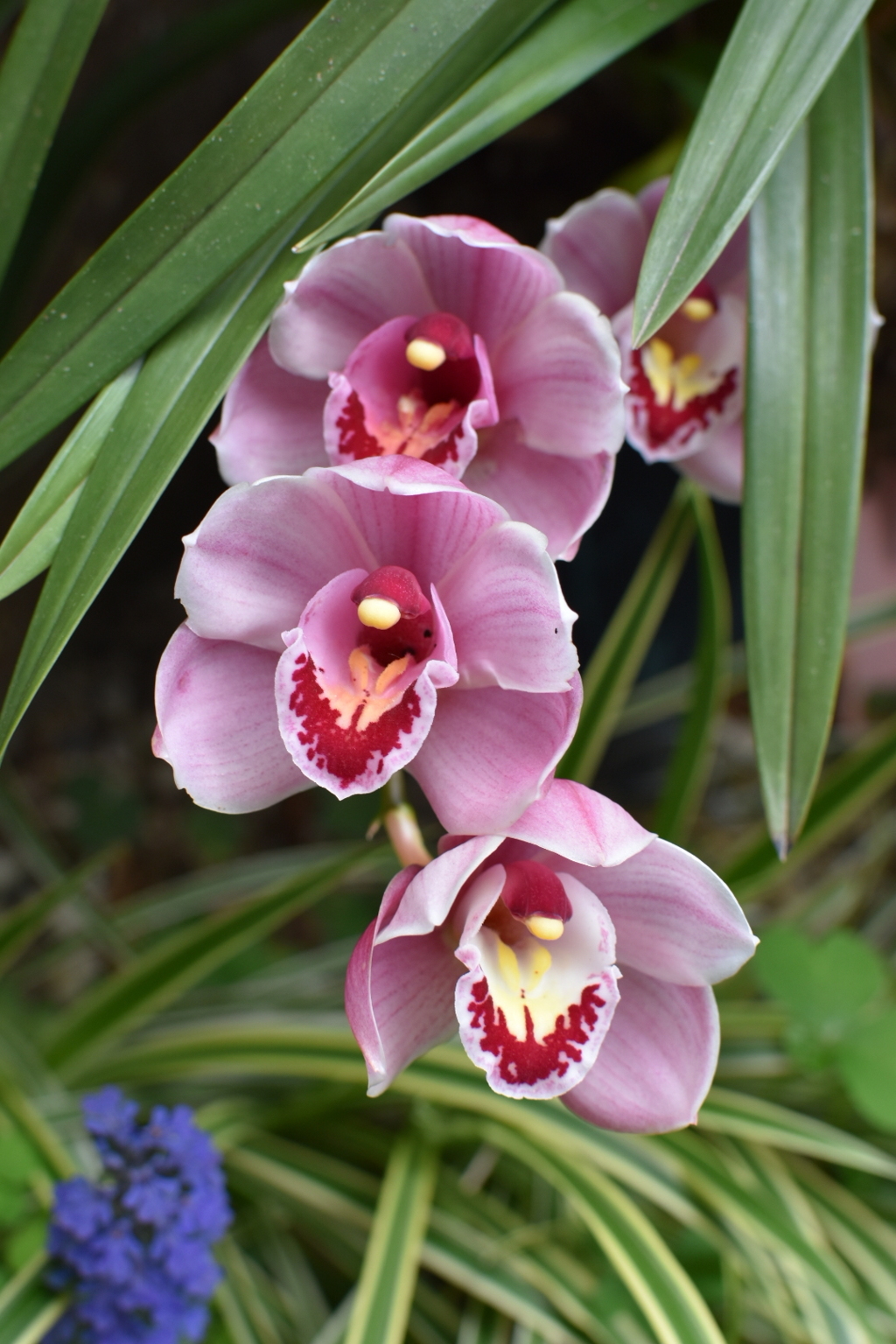 玄関先で咲く花