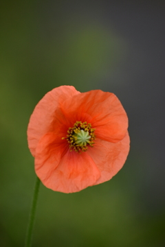 一輪の花