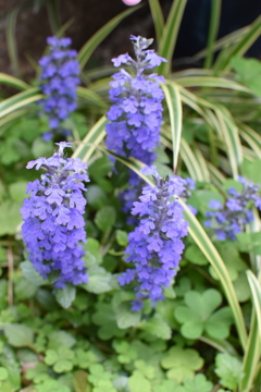 庭先の花
