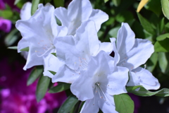 隣家の花 2