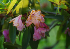 枯れかけの花
