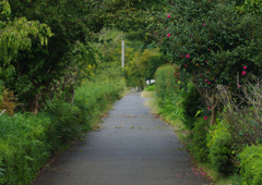 散歩道