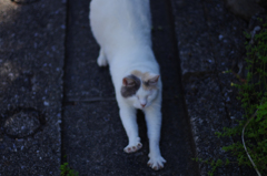 のびるねこ