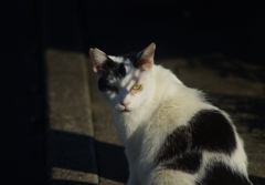 ねこ