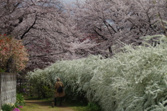 川沿いの桜