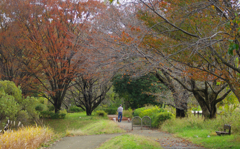 散歩道