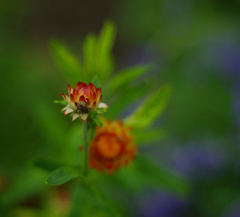 公園の花