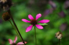ピンクの花びら