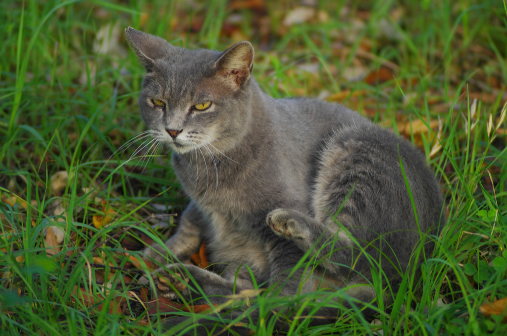公園のねこ