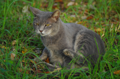 公園のねこ
