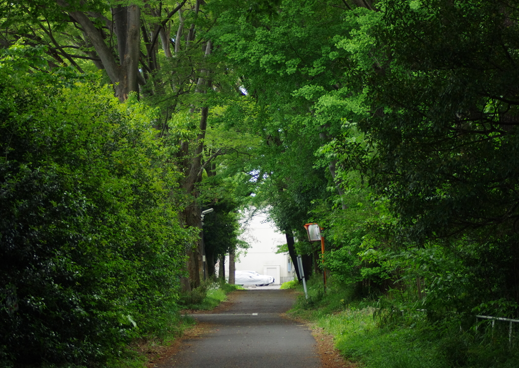 緑の散歩道