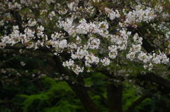 さくら