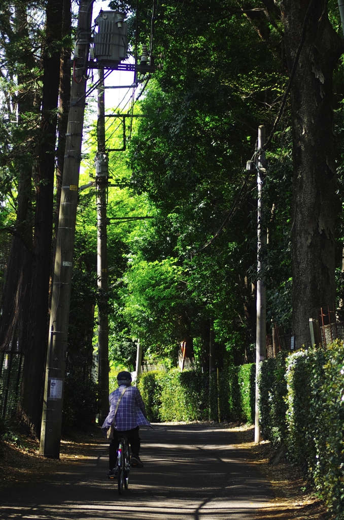 散歩道
