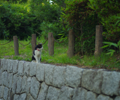 公園のネコ