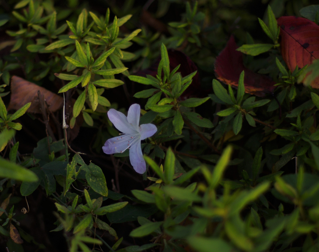 花