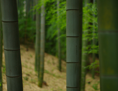 竹林