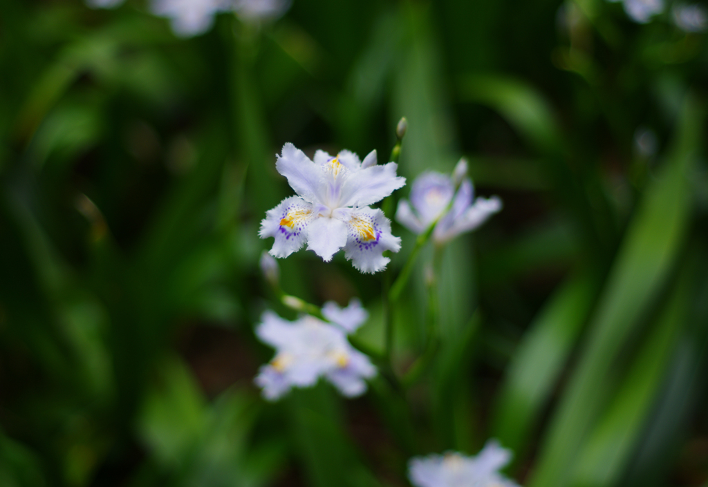 白い花