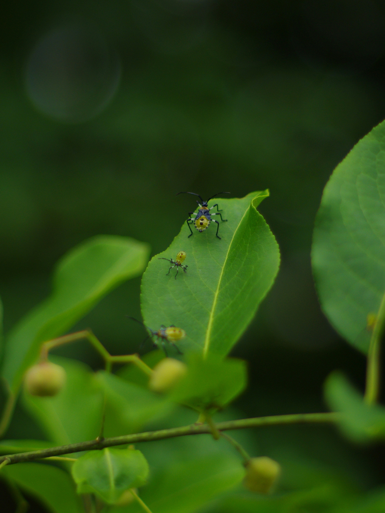 カメムシの幼虫