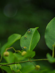 カメムシの幼虫