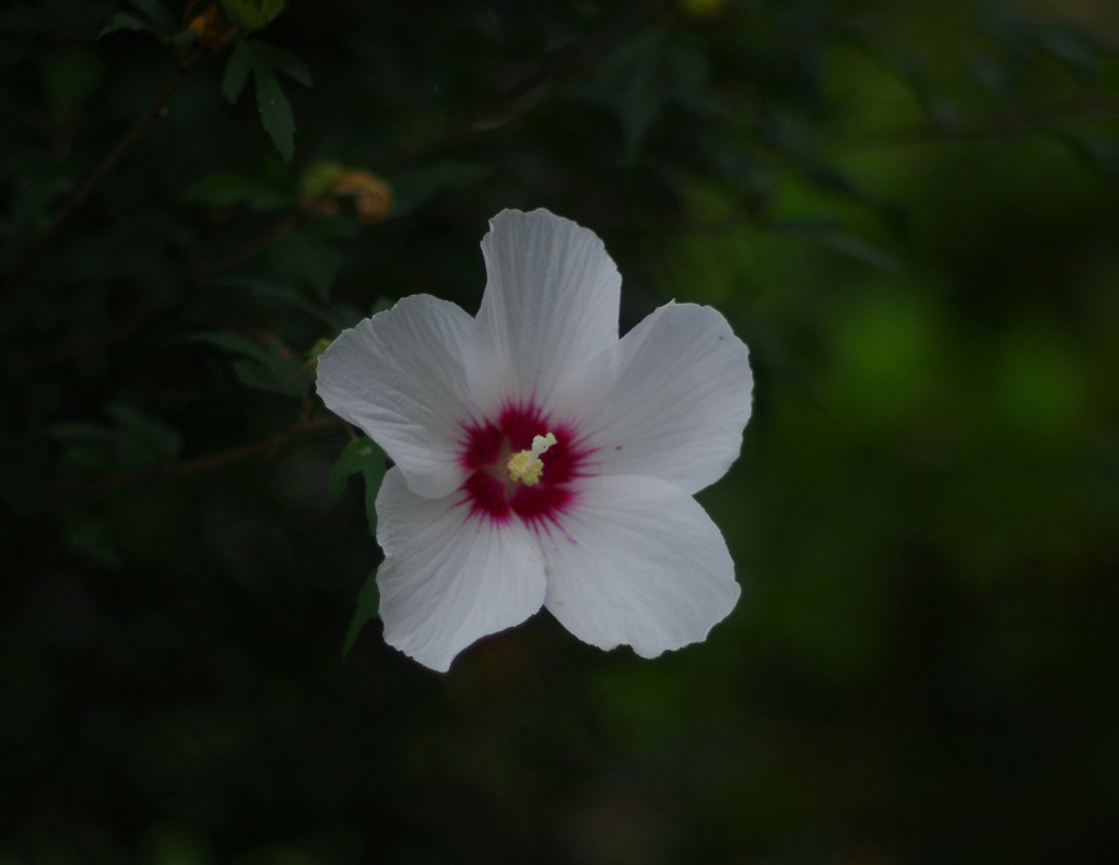 白い花