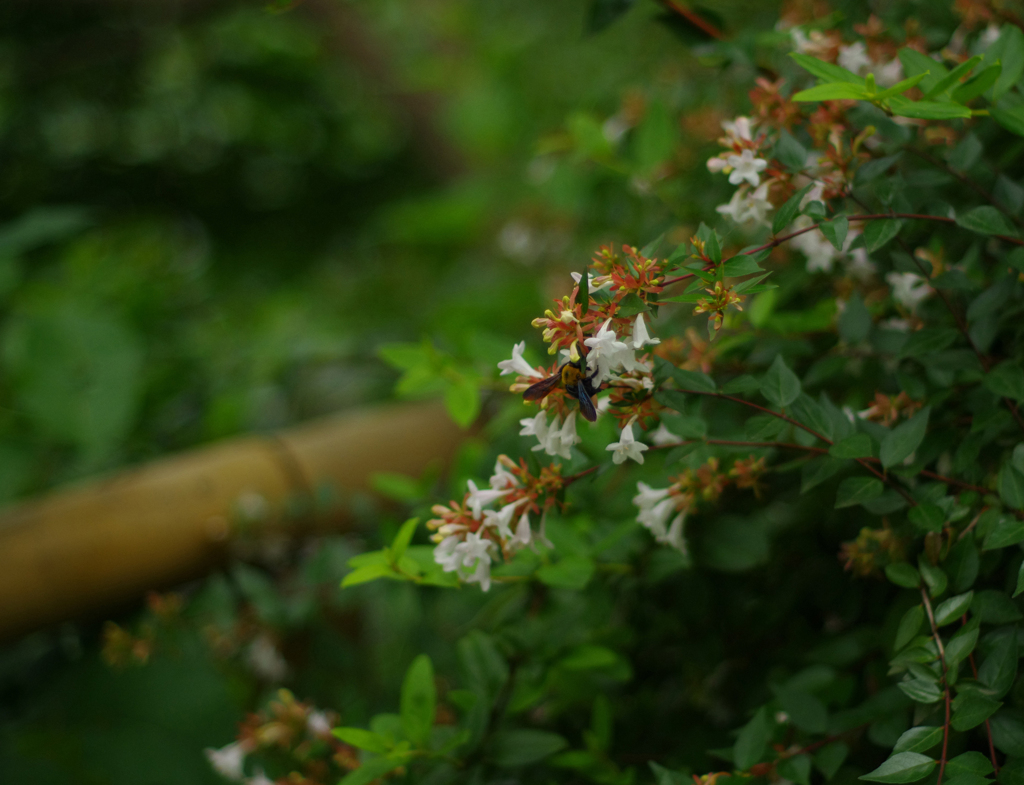 花とハチ