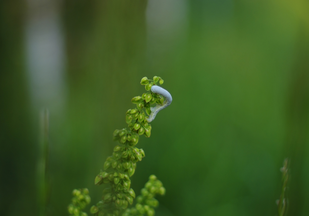 道端の草に尺取虫