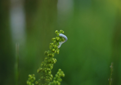 道端の草に尺取虫