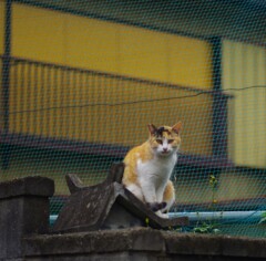 塀の上のねこ