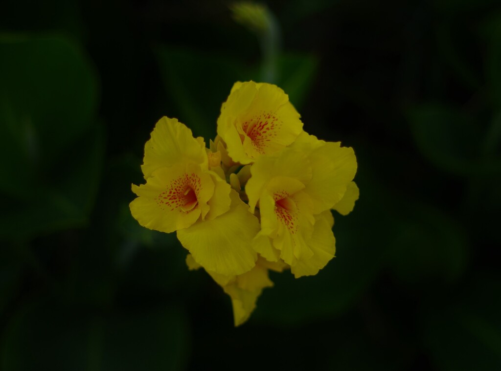 黄色い花