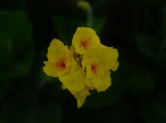 黄色い花