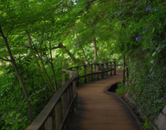木道