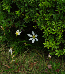白い花