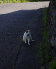 日かげのねこ