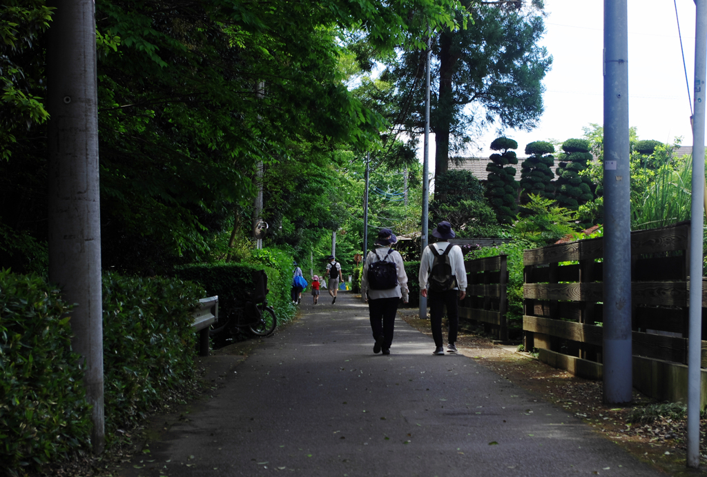 木陰の道