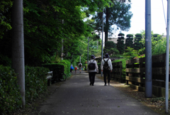 木陰の道