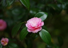 ピンクの花