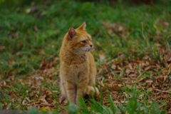 ねこ