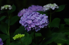 アジサイ　紫