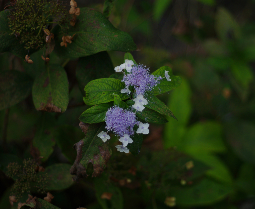 川辺の花