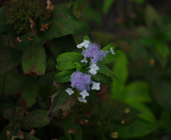 川辺の花