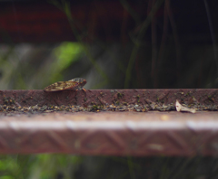 階段にセミ
