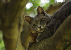 木の上の猫