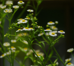 雑草の花